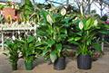 Spathiphyllum Sensation